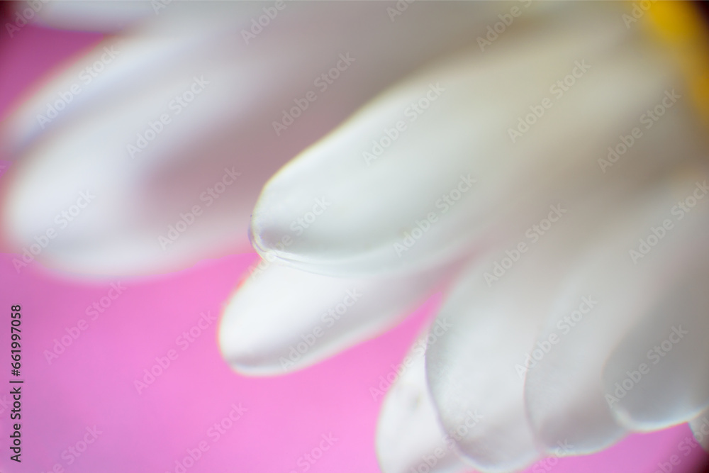 Fototapeta premium White Daisy Petals Pink Background