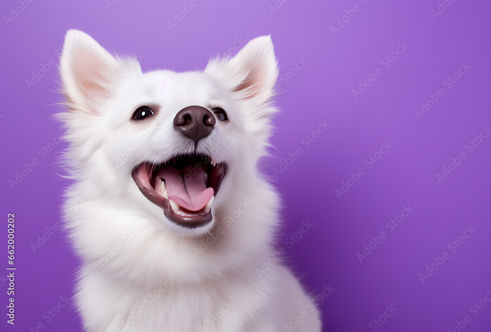 Portrait of a happy smiling white small dog on a purple background Portrait of a happy smiling white small dog on a purple background