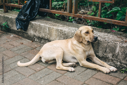 Homeless dog sidles on the street © Krystsina