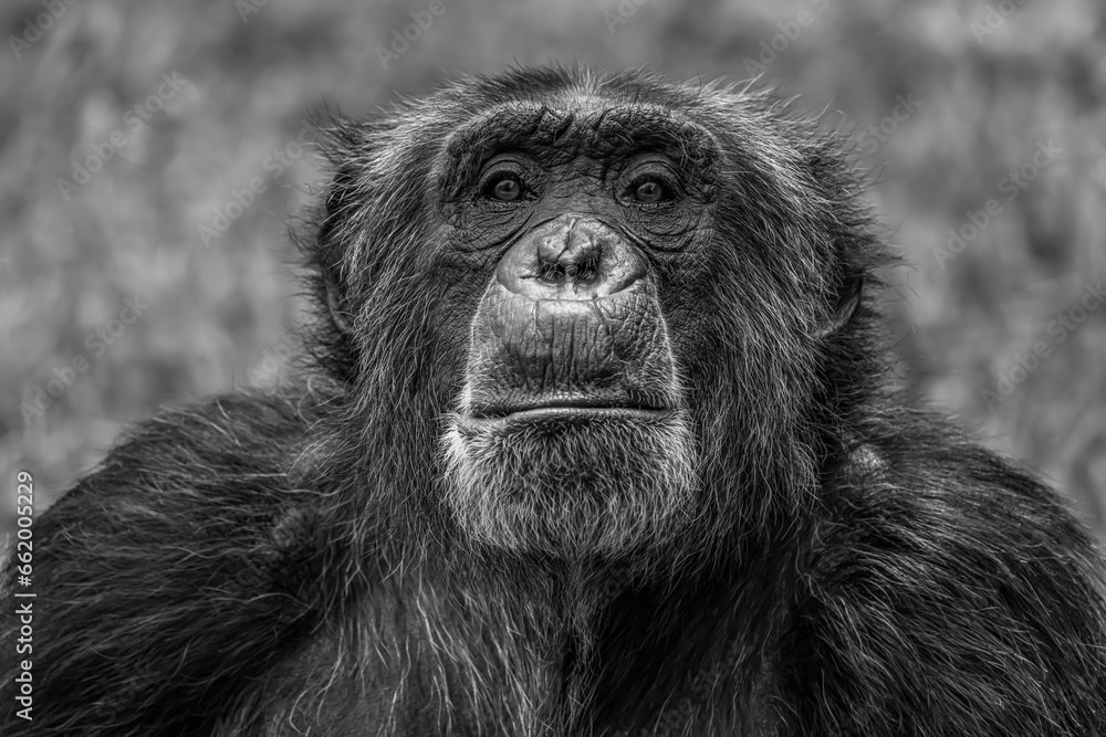 chimpance chimpance