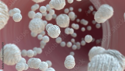 White blood cells flowing in blood vessels photo