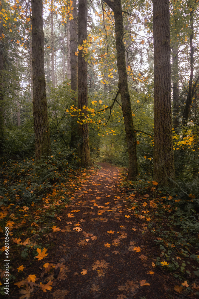 Path through enchanted autumn woodland forest