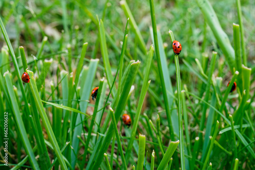 lady bugs in grass