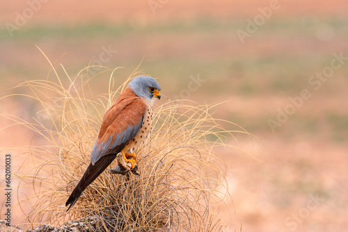 Male lesser kestrel perched on a perch.