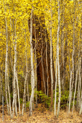 Fototapeta Naklejka Na Ścianę i Meble -  An aspen grove with Ponderosa Pines in Bend Oregon during fall color