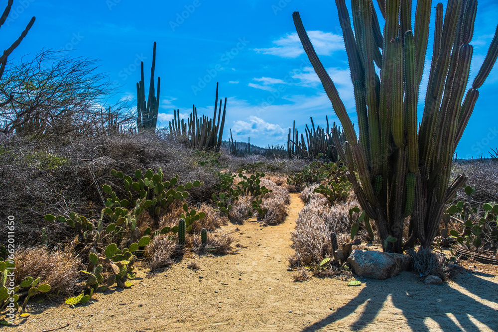 Walking path amoung cactus in Oranjestad, Aruba