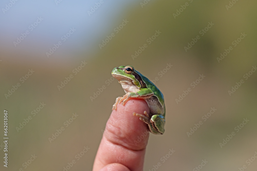 Green tree frog (Hylea orientalis) on the finger. Green tree frog (Hylea orientalis) on the finger.