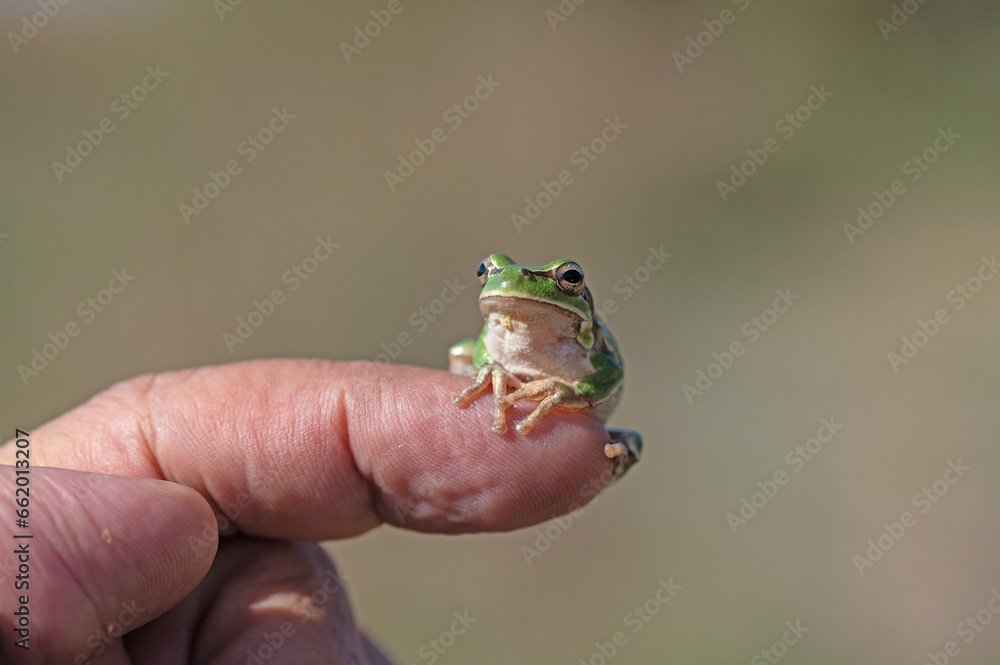 Green tree frog (Hylea orientalis) on the finger. Green tree frog (Hylea orientalis) on the finger.