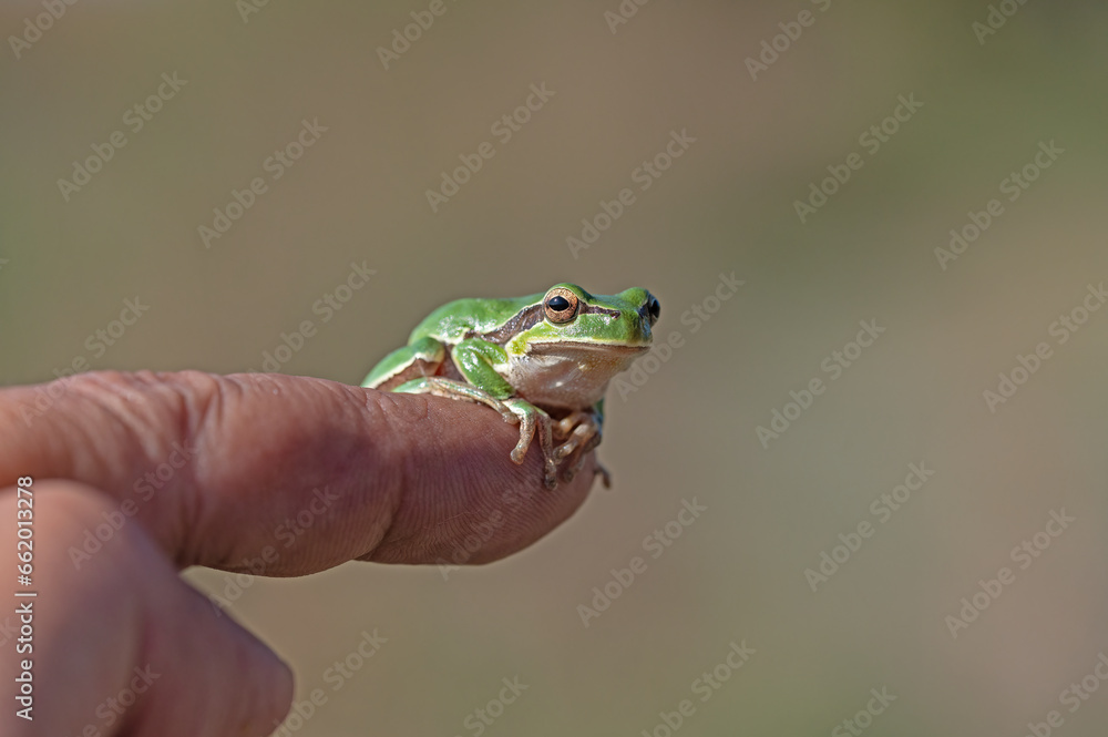 Green tree frog (Hylea orientalis) on the finger. Green tree frog (Hylea orientalis) on the finger.