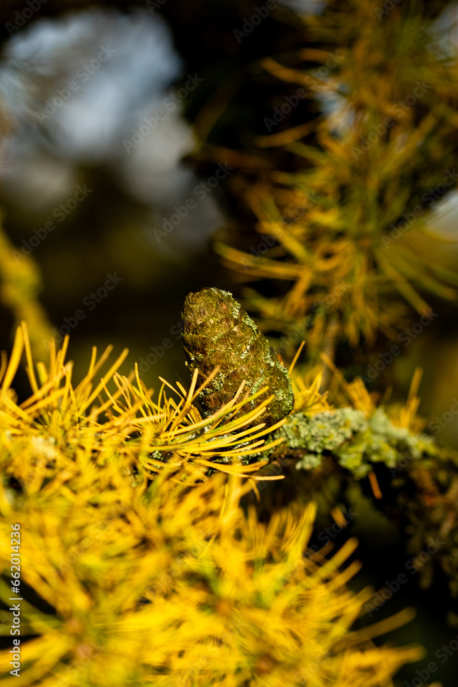 Naklejka premium golden fern leaf