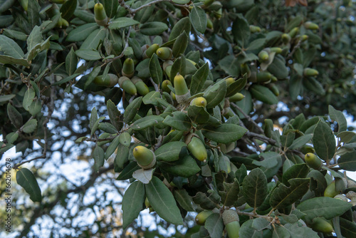 Obraz na płótnie Close-up of acorns on a holm oak, Quercus ilex