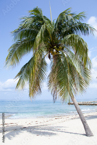 Grand Cayman Island Leaning Beach Palm Tree