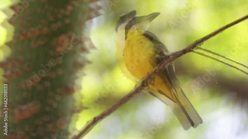 Bird known as bem-te-vi or neinei (Megarynchus pitangua) in selective focus 4K video photo