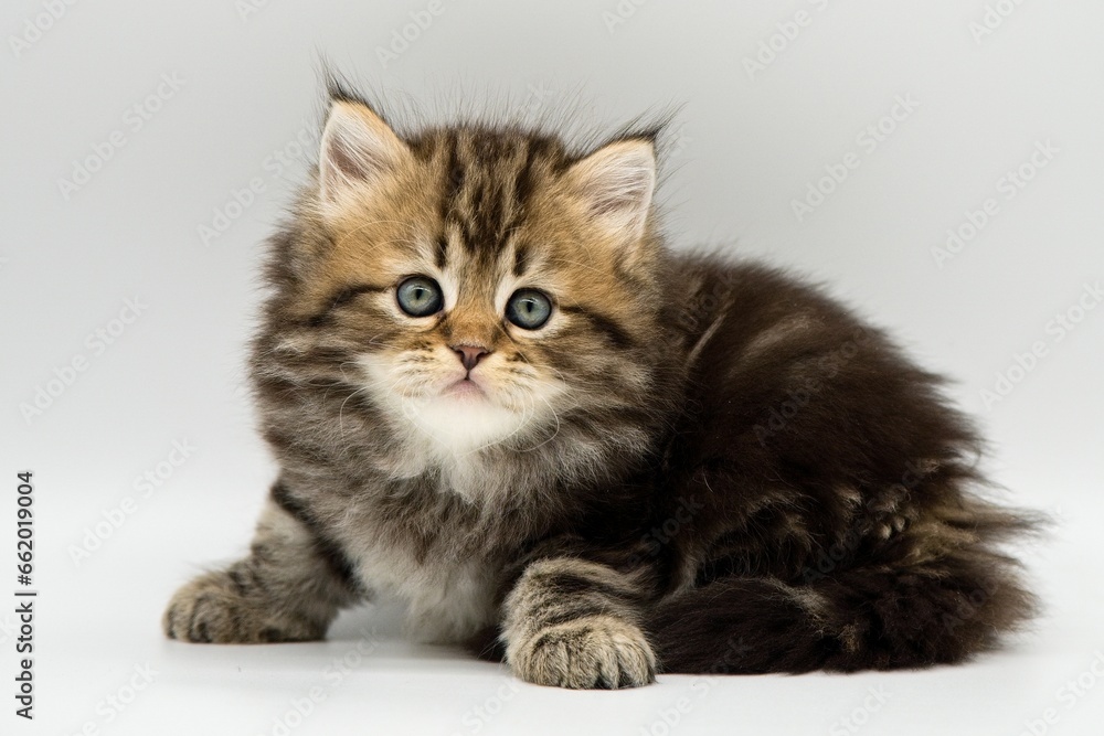 Obraz premium Siberian kitten on a white background