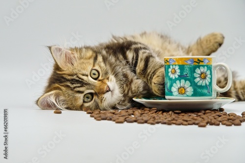 Siberian kitten on a white background with coffee