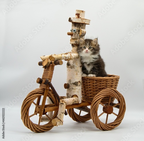 Photos Siberian kitten travels on a tricycle