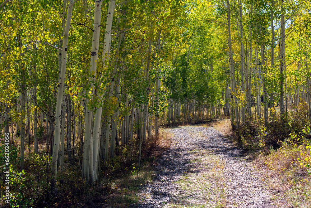 Late summer aspen grove in western Colorado Late summer aspen grove in western Colorado