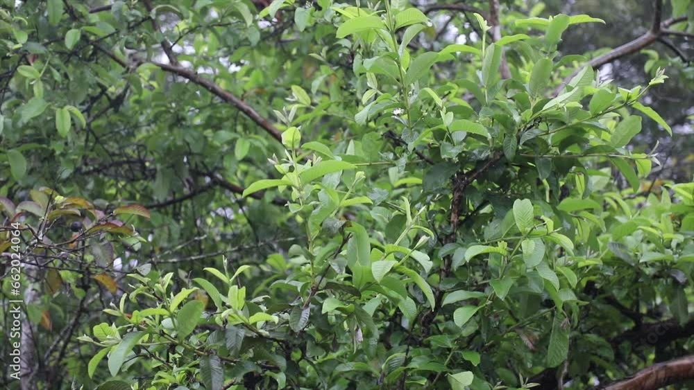 Relaxing rain in original ambient sound Relaxing rain in original ambient sound