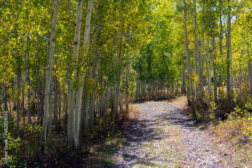 Late summer aspen grove in western Colorado