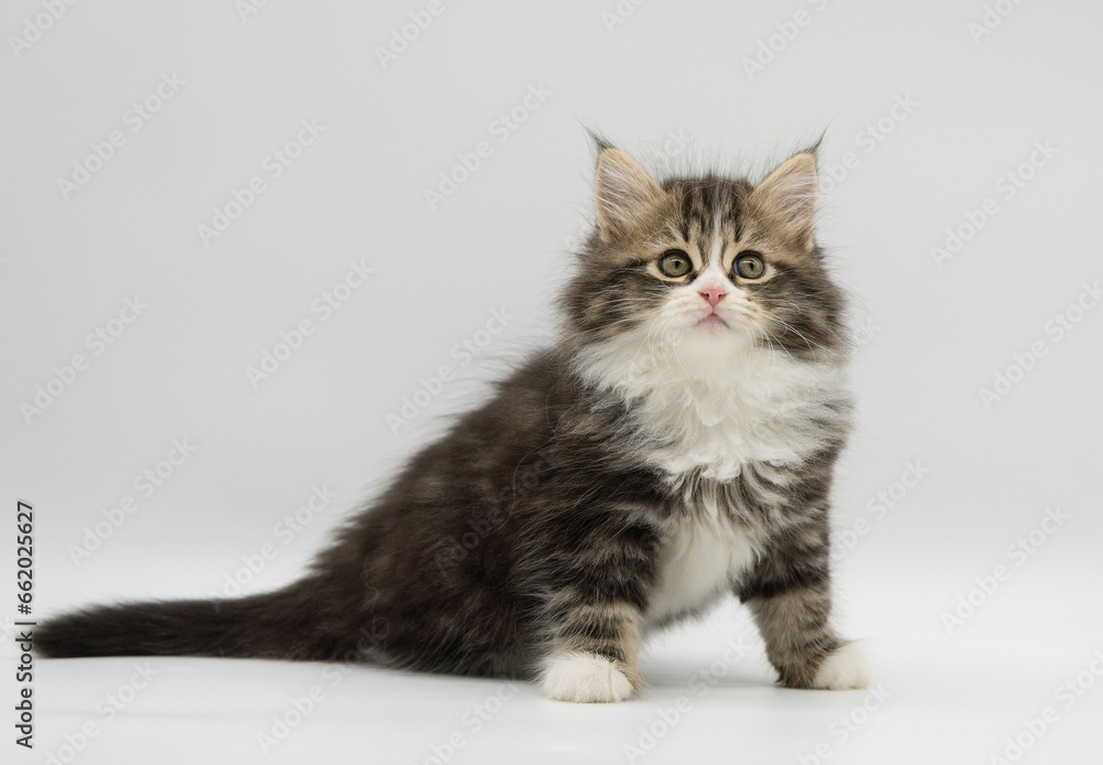 Siberian kitten on a white background