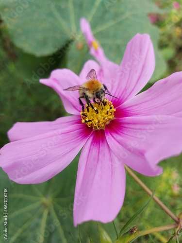 Bourdon se nourrissant du nectare d'une fleur de cosmos