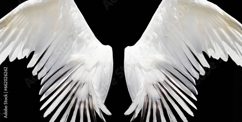 pair of white realistic angel wings with feathers isolated on transparent background angel b