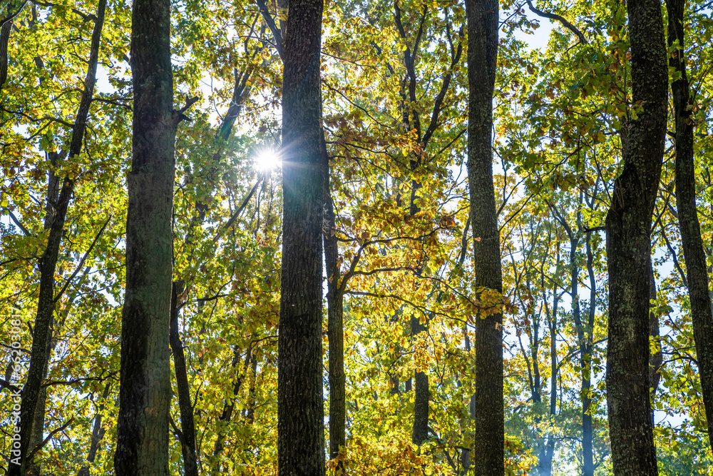 Fototapeta premium Autumn forest, trees. Sunny day.