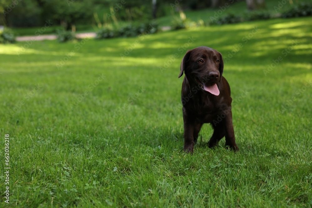 Adorable Labrador Retriever dog on green grass in park, space for text