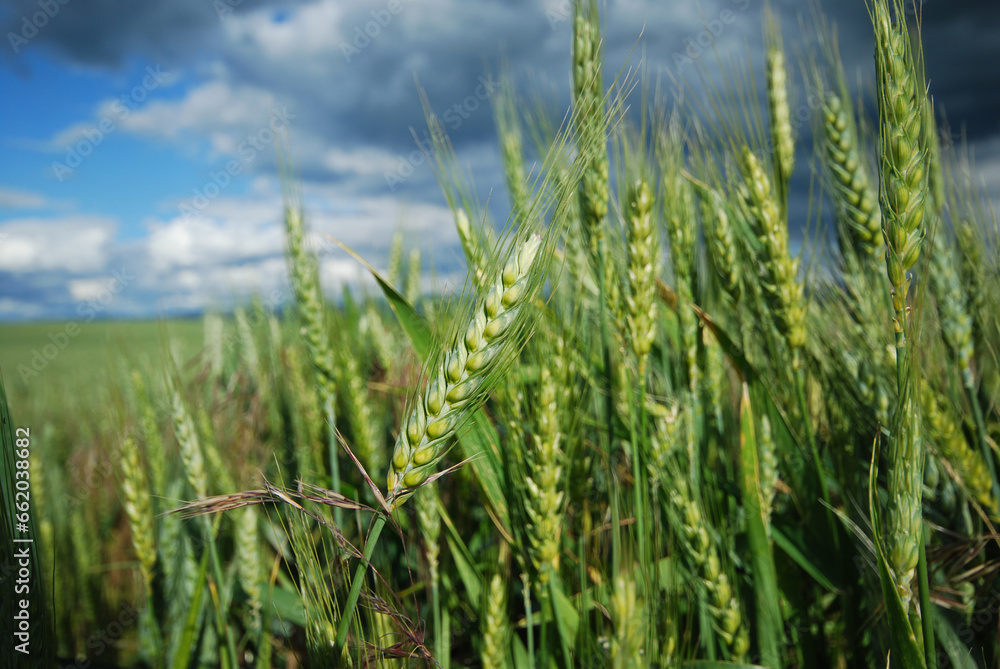 Ripening Barley