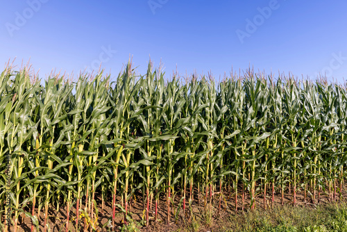 green corn field in summer, fields with corn