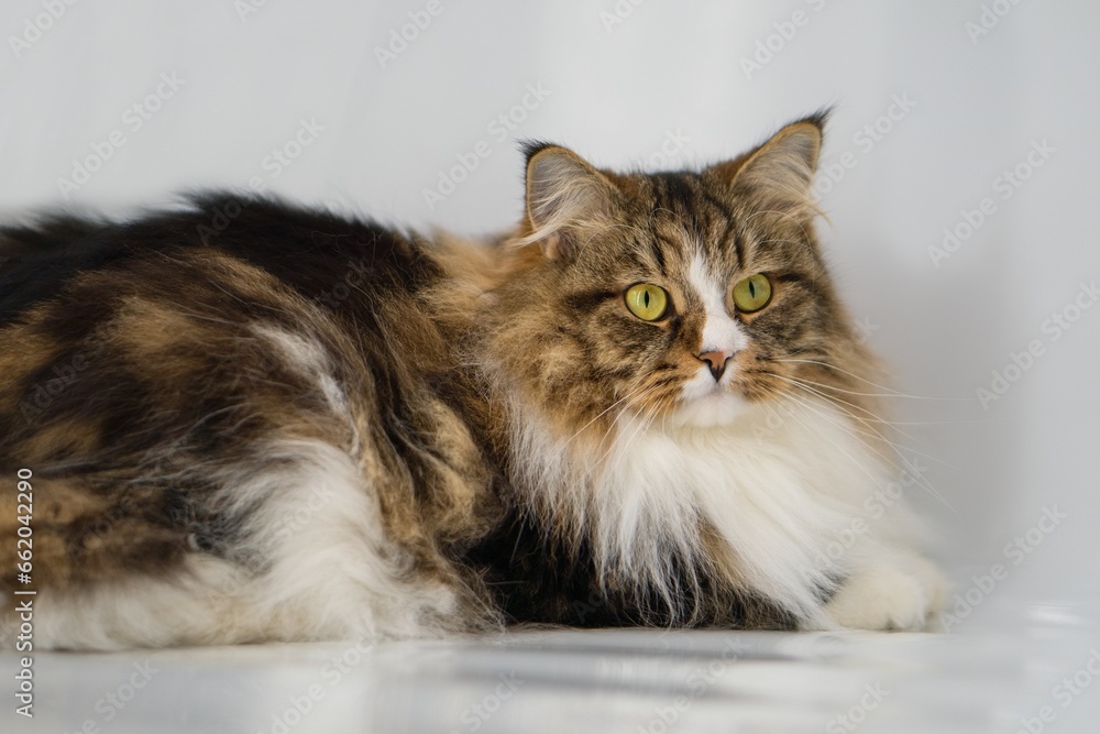 Obraz premium Big Siberian cat on white background