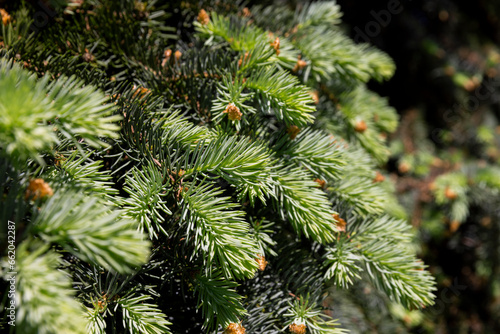 green needles of the spruce tree in the spring season