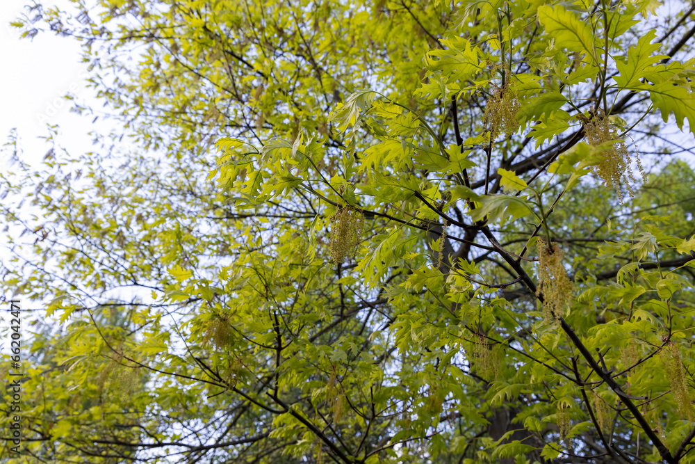 oak foliage and flowers in the spring season oak foliage and flowers in the spring season