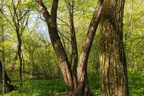 new green foliage on deciduous trees in the forest in the spring season