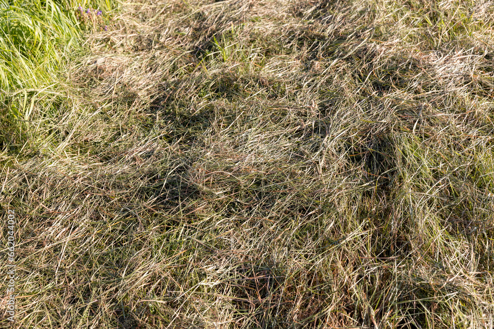 dry mown grass and green grass growing in summer dry mown grass and green grass growing in summer