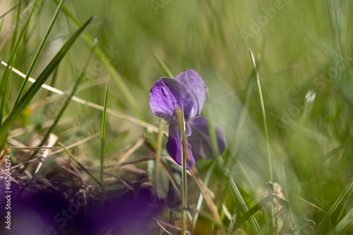 beautiful purple flowers in the forest