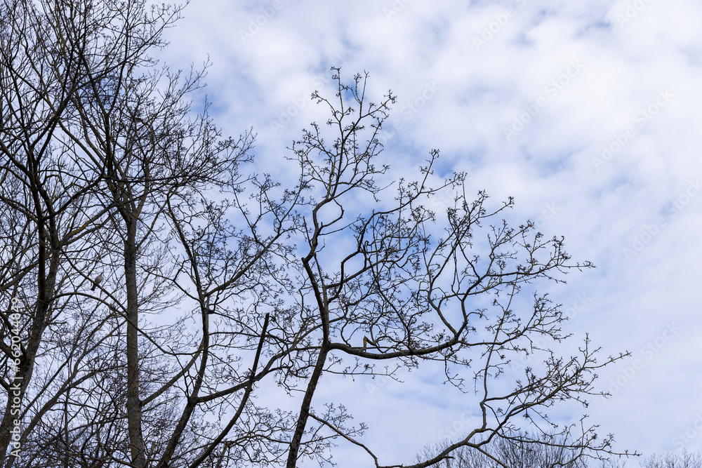 maple trees without foliage in the spring season maple trees without foliage in the spring season