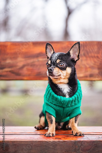 Chihuahua in a green sweater. The dog is sitting on the bench. A pet, an animal.
