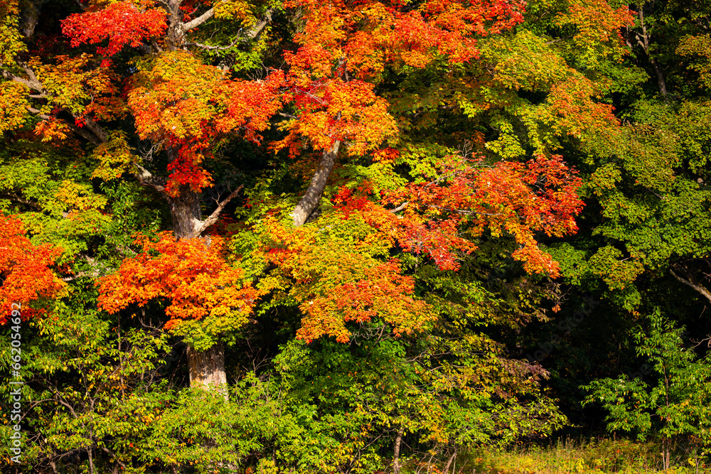 Wisconsin Maple tree turning red at the end of summer Wisconsin Maple tree turning red at the end of summer