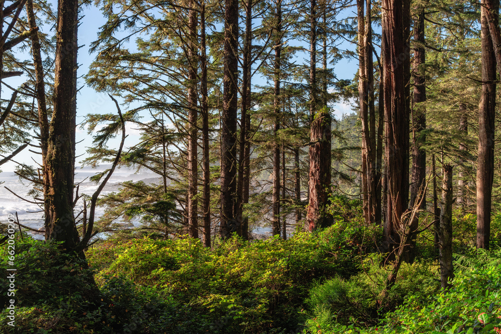 Vibrant Green Trees in the Rainforest on the Pacific West Coast. Sunny Fall Season. Vancouver Island Vibrant Green Trees in the Rainforest on the Pacific West Coast. Sunny Fall Season. Vancouver Island
