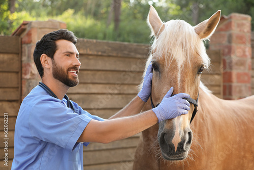 Veterinarian with adorable horse outdoors. Pet care