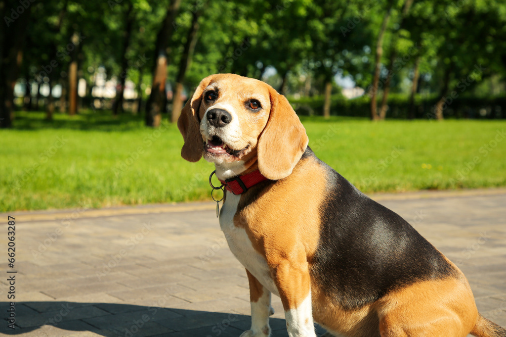 Cute Beagle on walkway in park. Dog walking