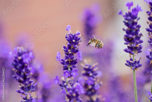 flying potter bee between lavender blossoms