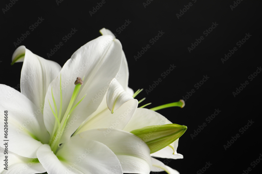 Beautiful white lily flowers on black background, closeup. Space for text Beautiful white lily flowers on black background, closeup. Space for text