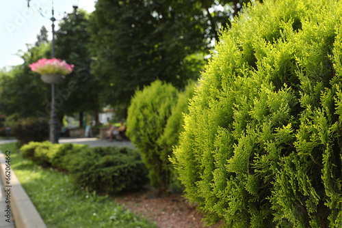 Beautiful thuja growing outdoors, space for text. Gardening and landscaping