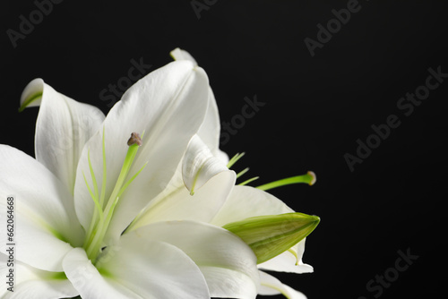 Beautiful white lily flowers on black background, closeup. Space for text