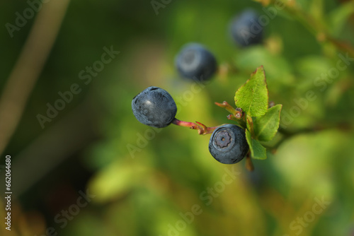 Ripe bilberries growing in forest, closeup. Space for text