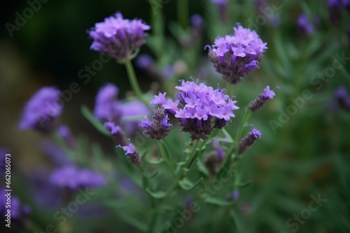 Lavender flower in a garden. Generative AI