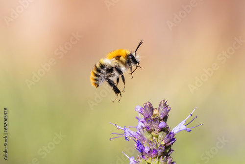 flying bumblebee at Agastache flowers in the garden © Christian Müller