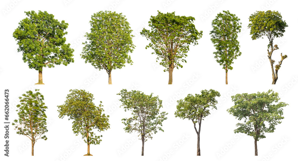 Collection of green trees isolated on transparent background. for easy selection of designs.. Collection of green trees isolated on transparent background. for easy selection of designs..